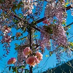 Antica Casa Del Canto-relax, Natura, Bike, Fast Wifi, Private Parking * Calice Ligure