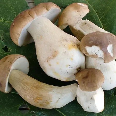 Prázdninový dům Relax, Natura, Bike, Fast Wifi, Private Parking