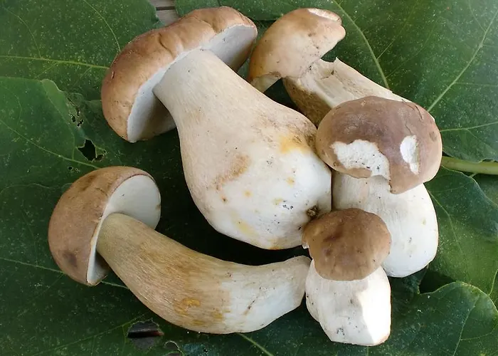 בית נופש Antica Casa Del Canto-relax, Natura, Bike, Fast Wifi, Private Parking